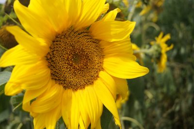 Blütenkorb einer Sonnenblume