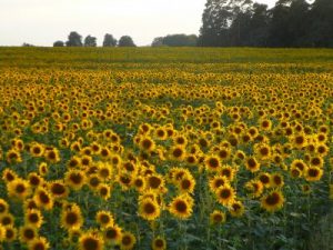 haehnlein Sonnenblumen auf dem Feld